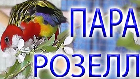Все таки я ВЫБРАЛА розеллу. и ТЕПЕРЬ У НАС ПАРА РОЗЕЛЛ