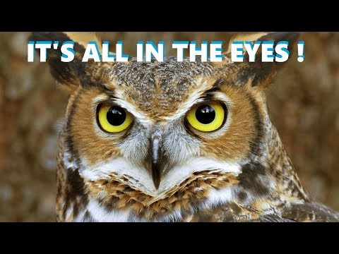 what-an-owl's-eyes-will-tell-you-(emotional-state,-hunting-time,...)