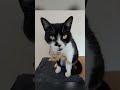 Thebe and Trilby and probably their dad and the no related tuxedo cat 🐈⬛🖤🐈⬛🖤 💜 💜🟣💜🟣