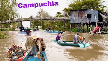 Hồi hộp : Campuchia gặp Cao thủ 70 tuổi đặt lợp Cá lóc đồng mùa nước rút cạn 