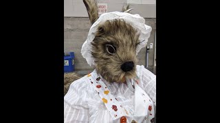 Mama Squirrel Costume  - from a nut of an idea