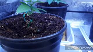 Amazing plants ep5