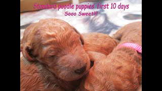 Red standard poodle puppies first 10 days - So sweet by Debra Pohl 1,686 views 4 years ago 9 minutes, 39 seconds
