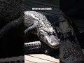 Crocodile Facts That Sound Fake But Are 100% Real 🐊#crocodile #wildlife #facts  #animals #shorts