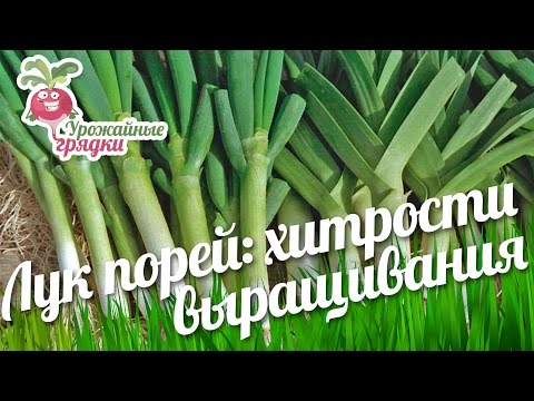 Вопрос: Как резать лук порей?