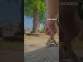 #squirrel #pets #funny