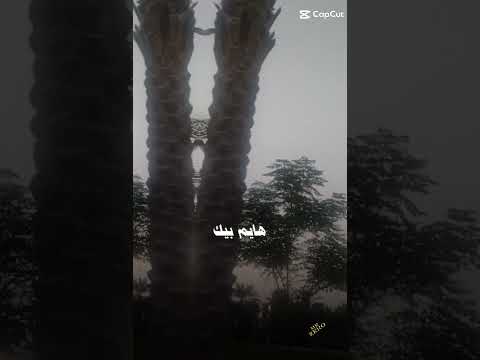 حالات واتس اب وعيوني سهارى هو اللي في بالي