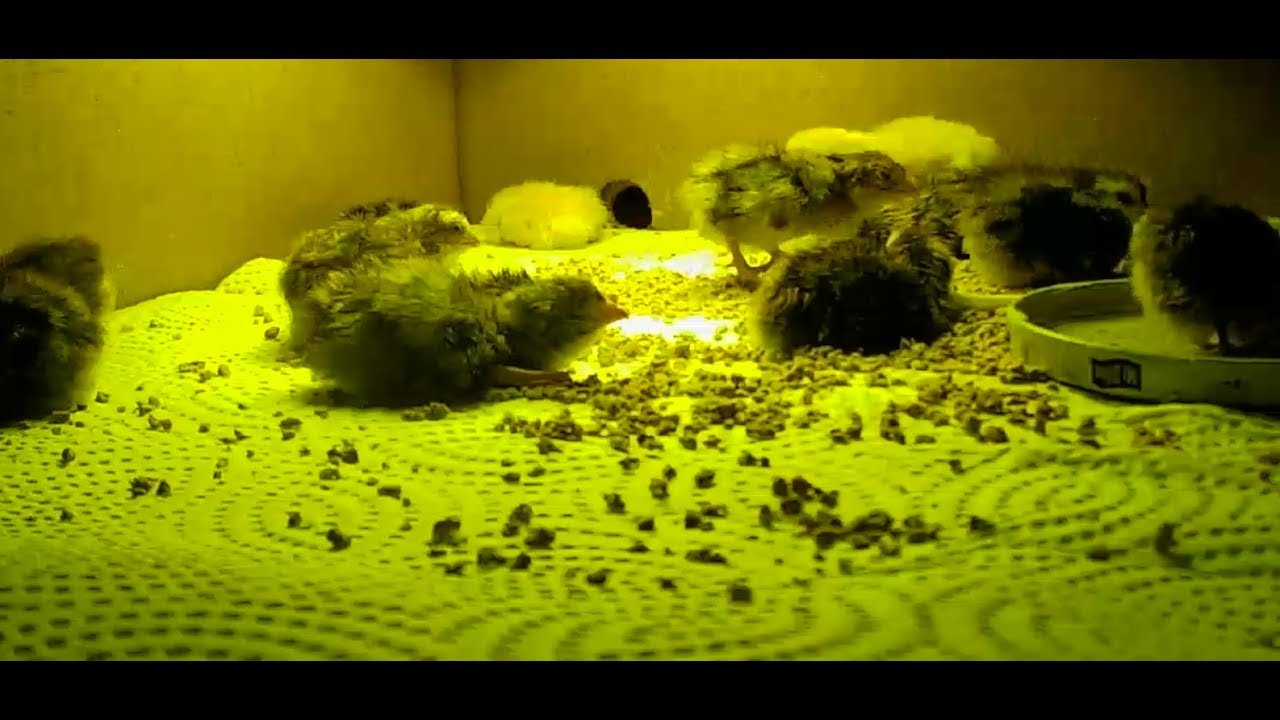 Live Stream Baby Quail Freshly Hatched ! YouTube