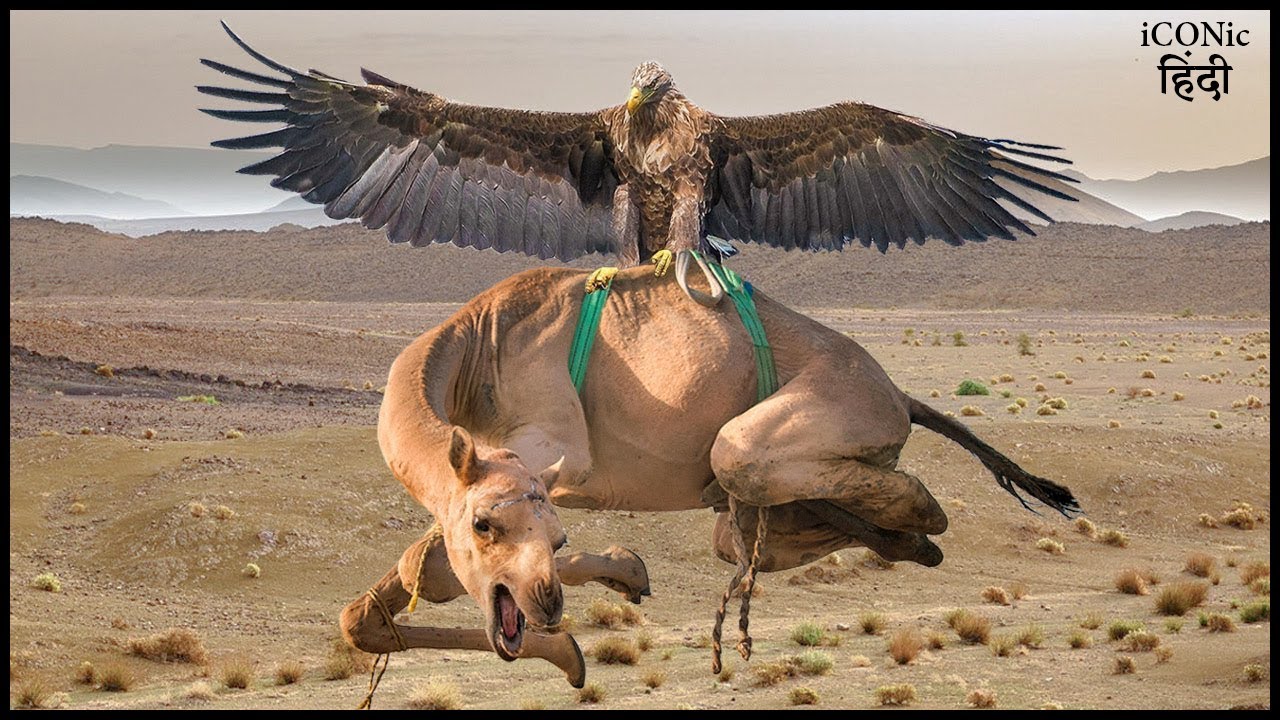 Nature's Fury Unleashed: The Giant Eagle vs. The Camel Showdown!