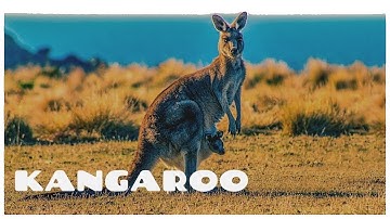 Kangaroo noise - see how do kangaroos communicate 🦘 Kangaroo sounds and noises.