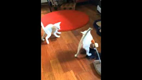 Watch the video about Foreign White and Siamese kittens playing
