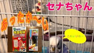 セキセイインコ  セナちゃん　しあわせ( ´ ▽ ` ) あったかいんだから〜