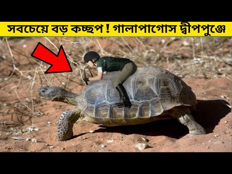 ভিডিও: গ্যালাপাগোস দ্বীপপুঞ্জ দেখার সেরা সময়