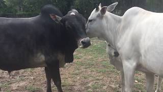 Family Time! Daddy cow, Mommy cow, and Baby Cow