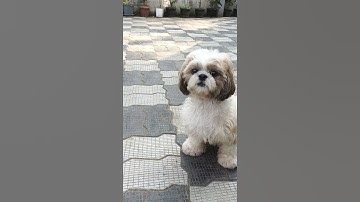 Thumbnail of Shih Tzu Listen Very Carefully As I Make different Sound || Happy Shih Tzu