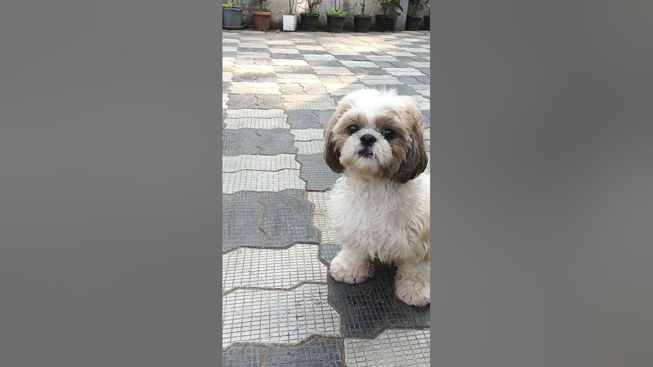 Shih Tzu Listen Very Carefully As I Make different Sound || Happy Shih Tzu
