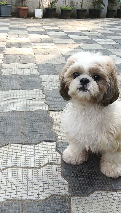Shih Tzu Listen Very Carefully As I Make different Sound || Happy Shih Tzu