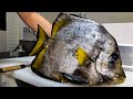 こんな魚がいるのか 素潜りで捕獲 捌いたらヤバすぎ事実が発覚 こんな魚がいるのか 素潜りで捕獲 捌いたらヤバすぎ事実が発覚