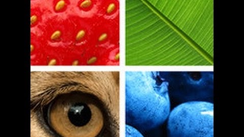 Ultimate Close Up Quiz - Level 1-10 Answers