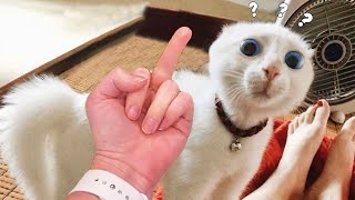 Funny Cats and Dogs That Will Absolutely Brighten Up Your Day  | Chris Pets