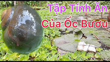 Tập Tính Ăn Của Ốc Bươu | An Mê Kông