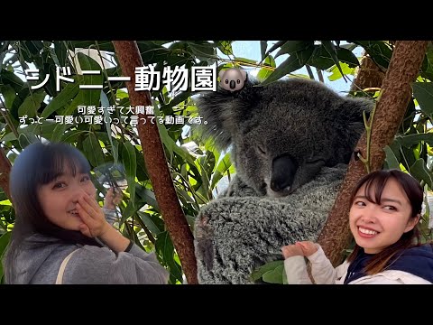 【シドニーVlog】オーストラリアの動物にあってきました！可愛すぎ😭🫶🫶🫶