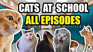 FIRST DAY AT SCHOOL CAT MEME COMPILATION