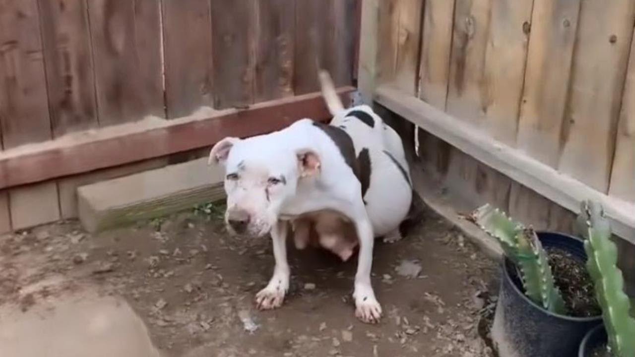 8.5 Weeks Pregnant Dog Abandoned Hid In My Garden Then Gave Birth To 9 ...