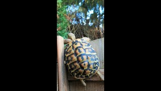 Hibernation en intérieur, d'une tortue de terre Hermann