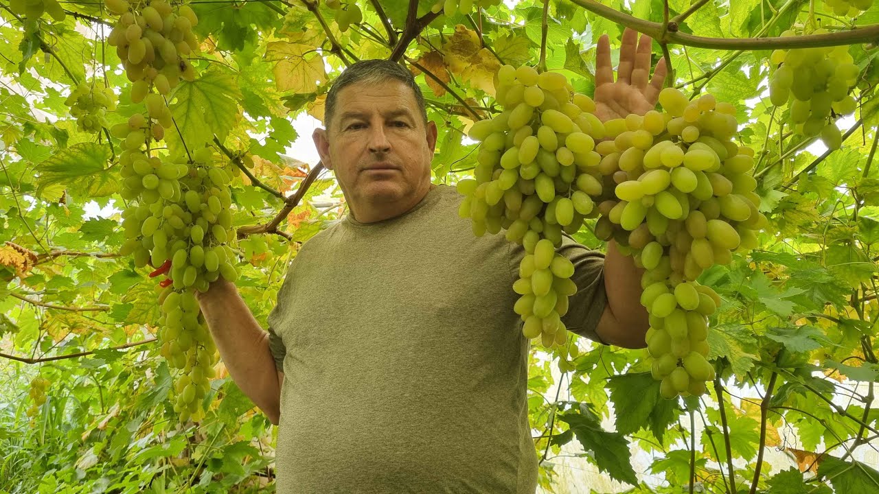 Folytatódik a szüret a nagyváradi nagybani piacra. További korai és középkorai fajták bemutatása.