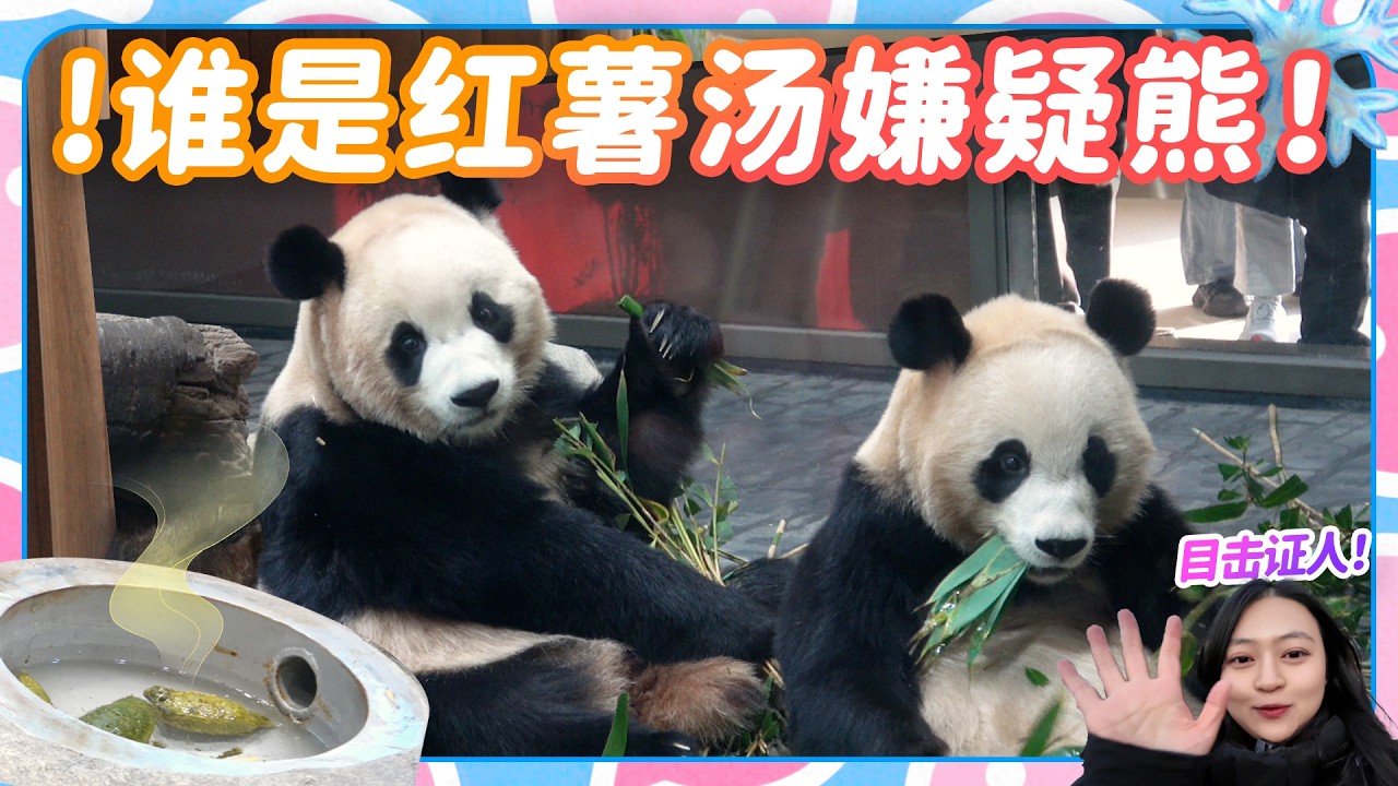 大熊猫睿宝辉宝制作红薯汤现场直播？！🍠到底是谁做的？🐼🐼宝家族爱宝乐宝福宝睿宝辉宝的日常vlog #大熊猫 #睿宝 #辉宝 #宋爷爷 #宝家族 #爱宝乐园 #熊猫Vlog#韩国