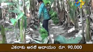 Good results with banana & yam inter cropping system in Krishna district