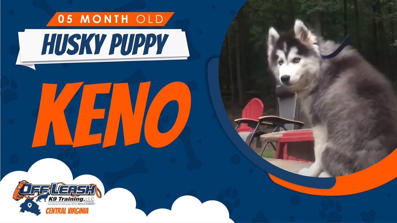 5mo Husky Puppy (Keno) Best Dog Trainers in Va YouTube