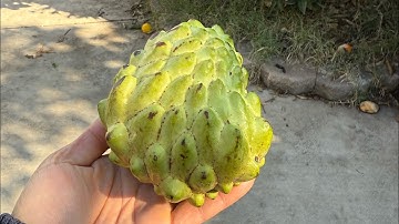 review mãng cầu sihanouk trồng cây mận xoài ổi không hột cây nhiệt đới ở san jose bắc california