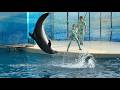 新江ノ島水族館 えのすい イルカショー "Wave~きみの波になりたい~" & ショー後の光景 ※2026.05.02 16:00