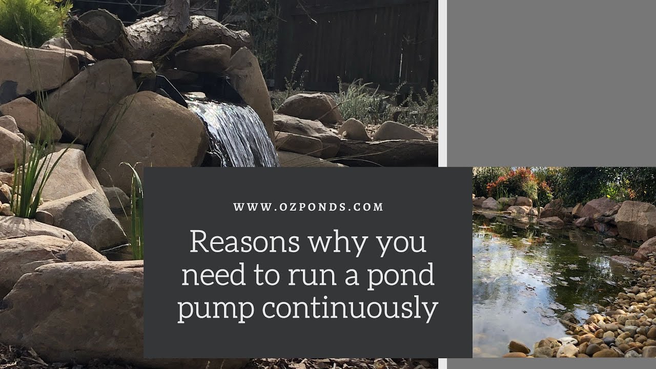The reasons why you need to run a pond pump continuously YouTube