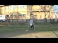 BURPEE80 HIIT バーピー80 【 Yukio Kyomoto】
