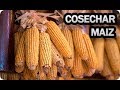 Como Y Cuando Cosechar Maíz || Cultivo Del Maíz || La Huertina De Toni