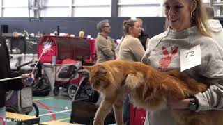 Download Lagu FELIKAT kattenshow Zondag. Ik blijf thuis om TE LEREN. Gaat mijn GELUID opeens NIET GOED! KAK #3968 MP3