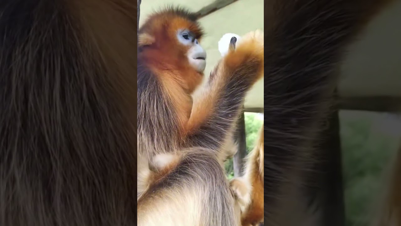 Monkeys Playing & Having Fun