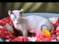 Dwelf cats 101 animal planet の動画、YouTube動画。