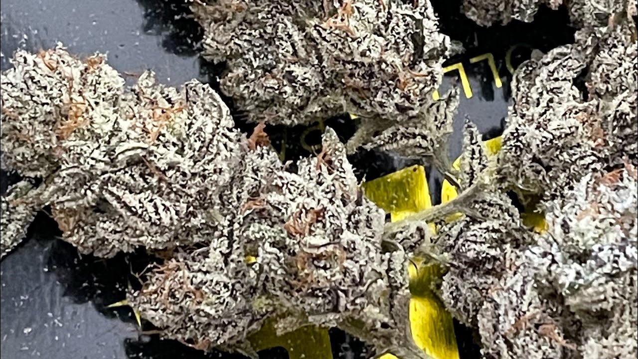 How to grow cannabis!!! White truffle harvest / Ice cream cake harvest