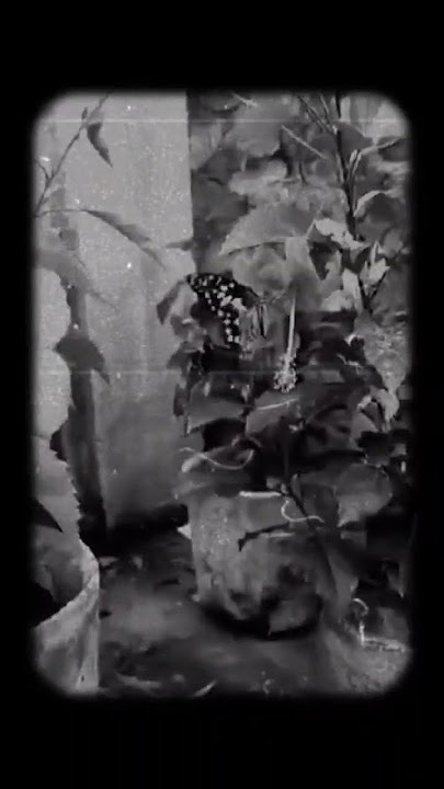 Khuwab Parinde bankar #mohraost #pakistanisong#flower#butterfly #nature #asthetic #shortvideo #reel