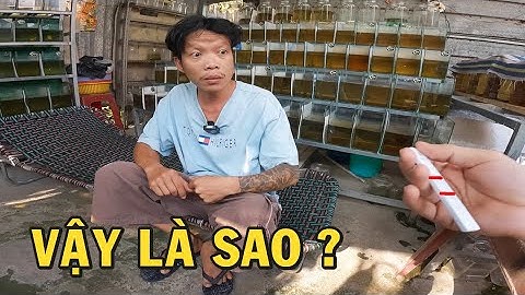 Ông chủ trại cá Betta tự test Cô Vít và cái kết quá đắng