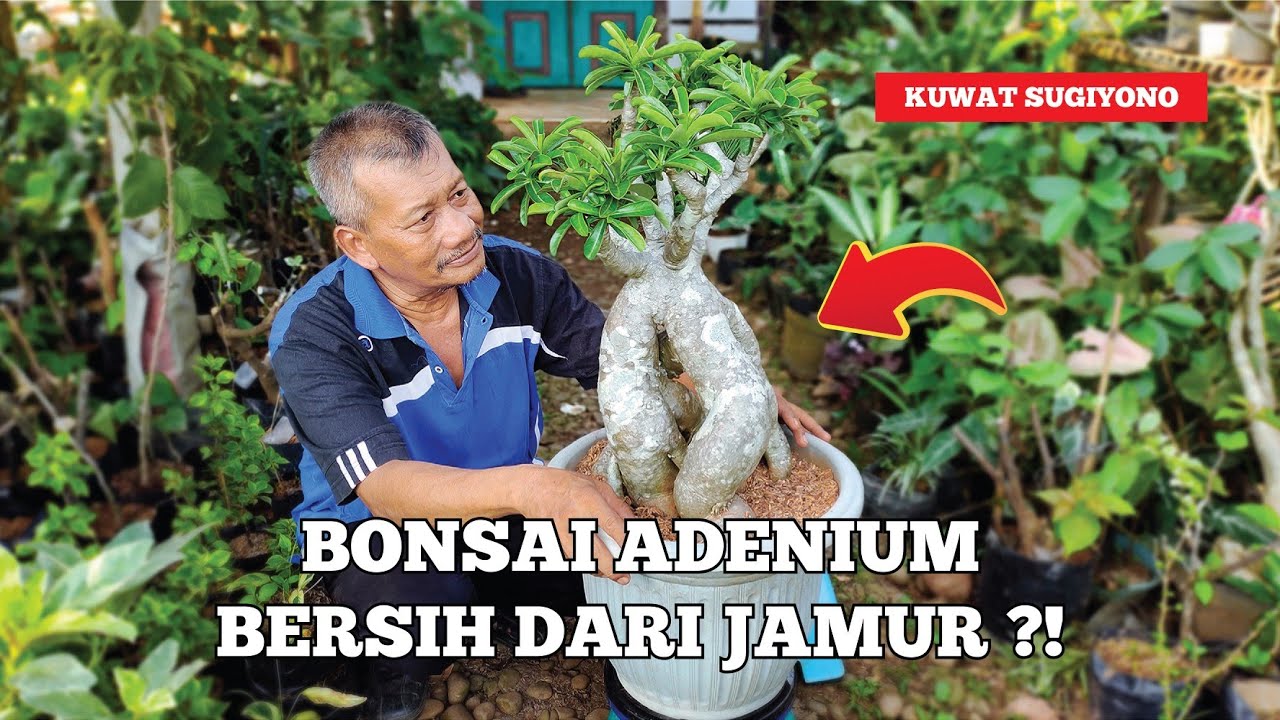 Gambar mencegah jamur putih pada media bonsai dalam pembahasan strategi mencegah jamur putih pada media bonsai anda