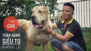 Trại Chó toàn hàng Khổng Lồ  Alabai & Great Dane tại TP. Hải Dương/ NhamTuatTV  Dog in Vietnam