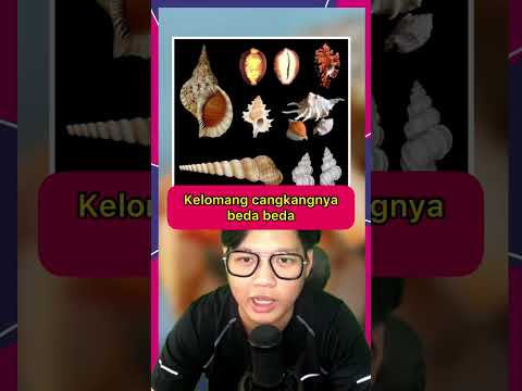 Video: Berapa banyak yang boleh disimpan oleh setiap cangkang?