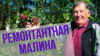 Ремонтантная малина. Лучшие сорта для Сибири. Рекомендации от эксперта Анатолия Сидоровича