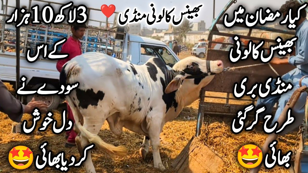 Bhains Colony Mandi Karachi Cattle Latest Rates Update In Ramzan 25 February 2026 || Bakra Eid 2026