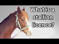 Lets talk about stallion licensing  how do you get a stallion licensed